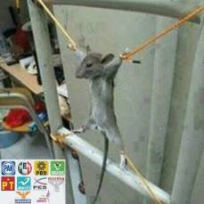 10584056_548281008670698_1074698260920934205_n