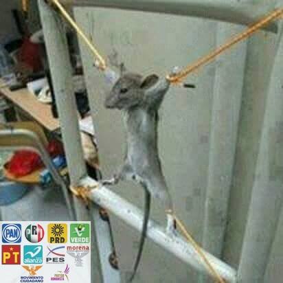 10584056_548281008670698_1074698260920934205_n