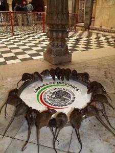 NI MANDADA HACER RATAS EN CAMARA DE DIPUTADOS